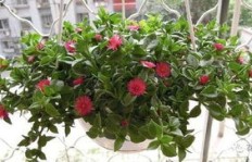哪种花草养得越久越能带来经济效益？