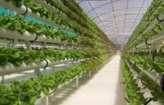 种什么植物既能赚钱又能带来欢笑？搞笑农业新趋势！