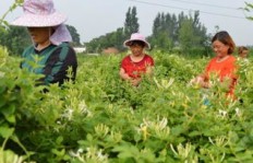 农民合作社如何培育出致富“金银花”？
