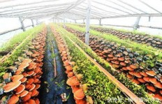 农村种植哪种药材收益见效快？值得一试吗？
