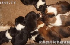 养肉食狗真的能赚钱吗？经济效益如何评估？