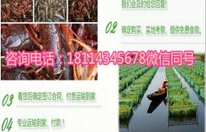 在昆明，养殖什么既好养又能带来可观收益？