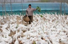农村养殖什么项目最赚钱？选对方向轻松致富！