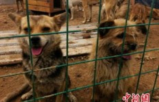 为什么养狗能成为高收入职业？背后有何玄机？