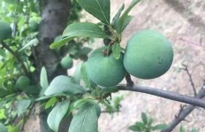 在河北地区种植哪种水果能带来较高经济效益？
