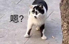 猫猫动图也能赚钱？原创表情包如何吸金又吸粉？