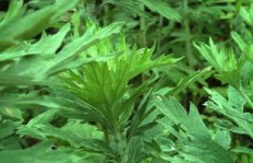 艾草护颈产品真的能带来可观收益吗？