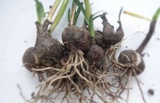 班兰究竟是什么？这种神秘植物有何特别之处？