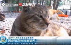 流浪猫救助如何实现盈利？背后的经济模式是怎样的？