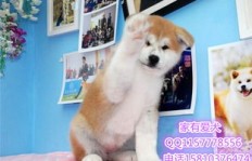 全毛犬舍经营真的能盈利吗？揭开其背后的经济效益