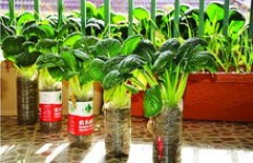 迷你菜园里种哪种草能带来高收益？