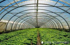 东营地区种植哪种植物经济效益最高？