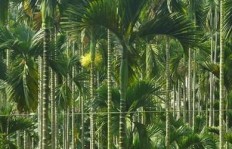 海南农民种植哪种作物最能实现高收益？