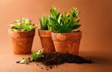 哪种盆栽植物养殖能最快实现盈利？